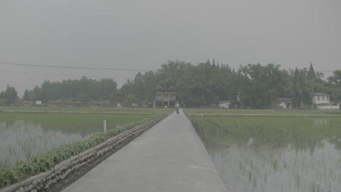 女孩漫步乡村呼吸新鲜空气欣赏秧苗风景灰片