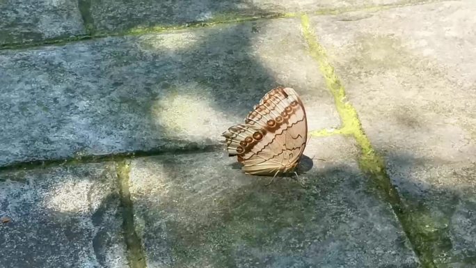 9月3古镇 蝴蝶 秋天 转场 空镜