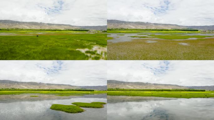 湿地 湖水 牛羊 野生动物 水山 河床