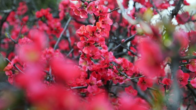 蜜蜂采食木瓜花01