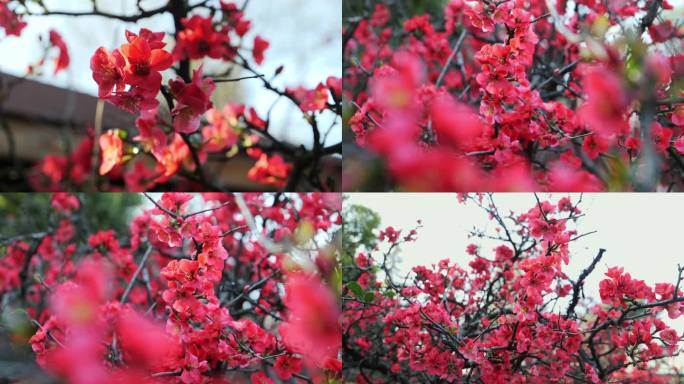 蜜蜂采食木瓜花01