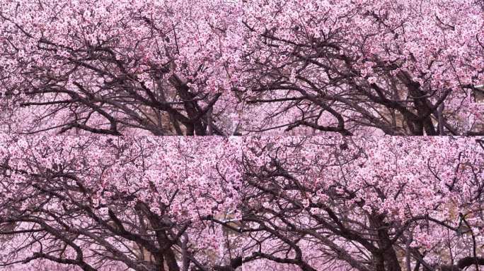 西藏 林芝 粉色 慢镜头 户外 立春春分