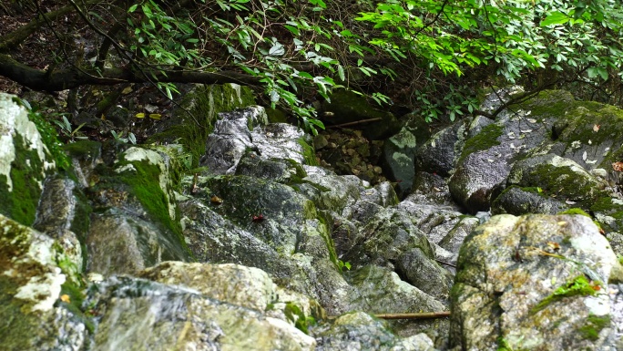 森林流水大自然小溪水瀑布山涧水源泉水山水