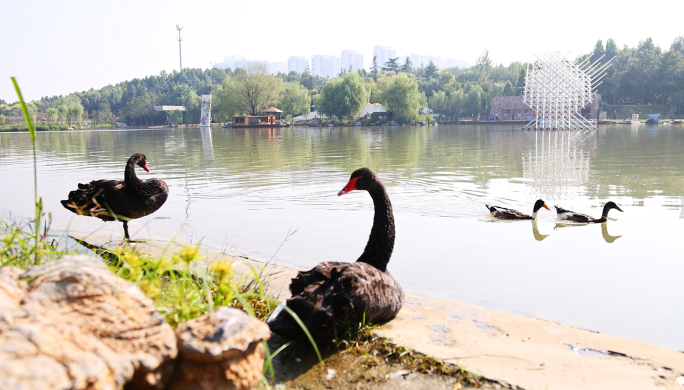 4k鹅 黑天鹅 白鹅 鸳鸯 游水戏水