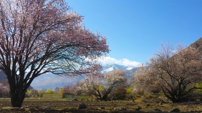 云雾 基地 农田 一片稻谷 穷困 贫瘠