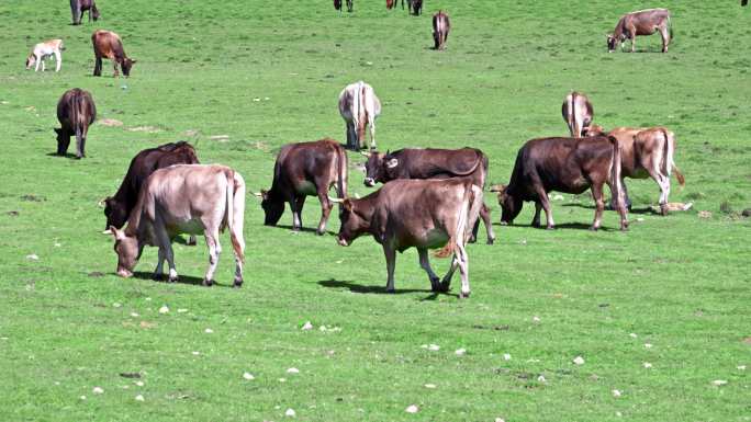 新疆喀拉峻草原牛羊马群