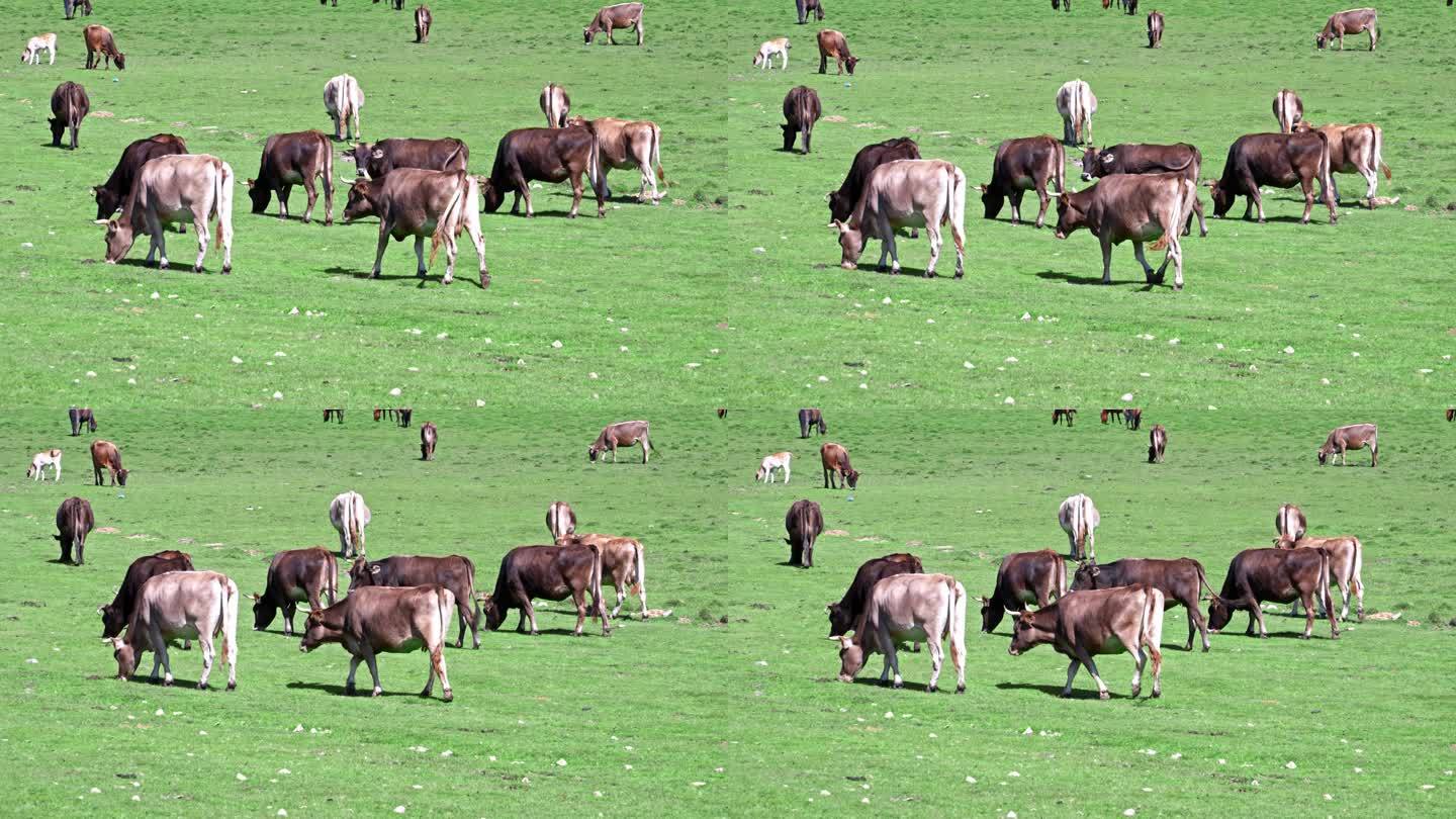 新疆喀拉峻草原牛羊马群