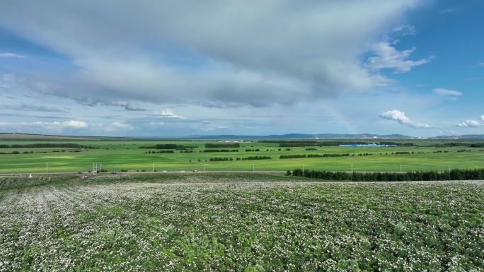 航拍种植中草药的农田
