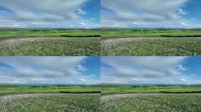 航拍种植中草药的农田