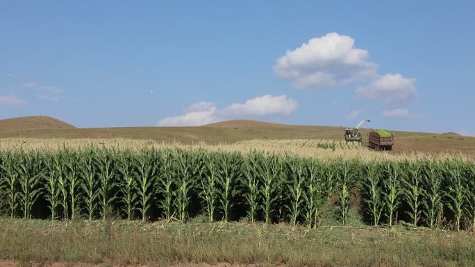 农业玉米地航拍收割草玉米农田作业