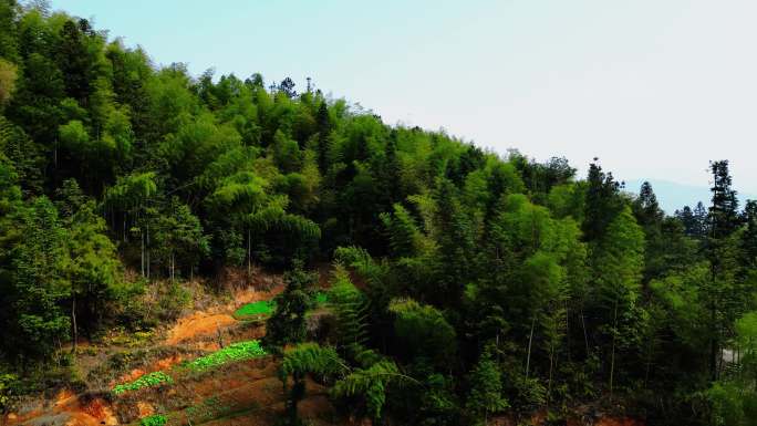 森林 大自然 农村 大山好环境 新鲜空气