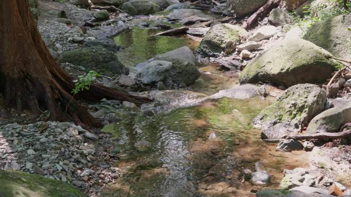 国家植物园水杉旁清澈小溪