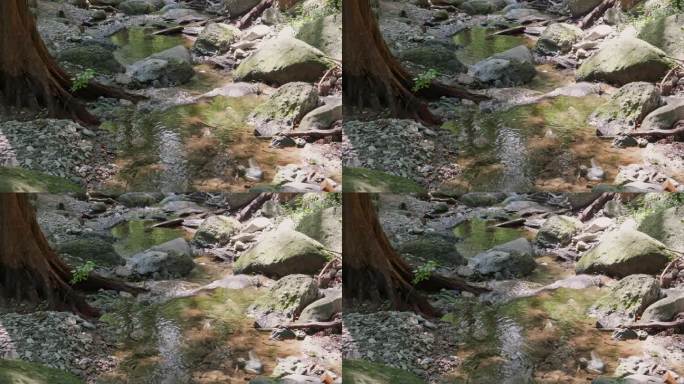国家植物园水杉旁清澈小溪
