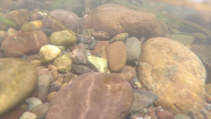 水下拍摄桂林漓江里的鹅卵石和游动的鱼