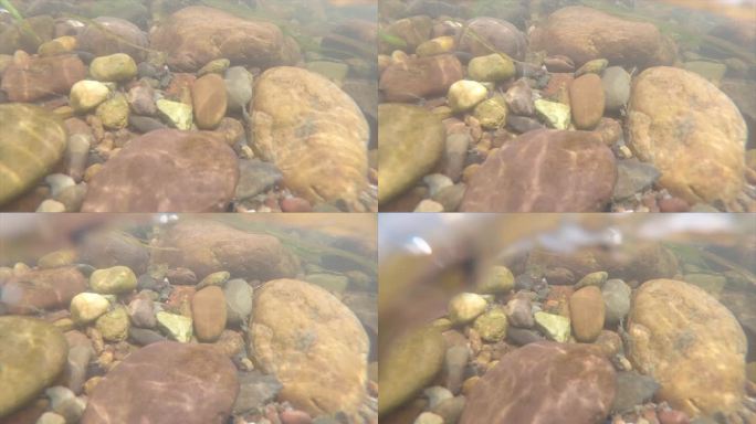 水下拍摄桂林漓江里的鹅卵石和游动的鱼