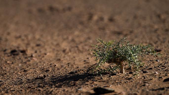 沙漠 植物 耐旱 耐寒 灌木小苗 小草