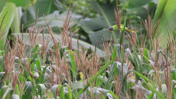 野生鹦鹉在玉米地里偷吃农民玉米