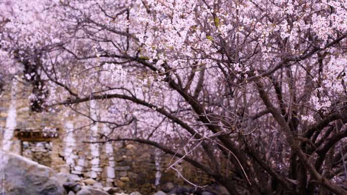 农村果园桃花美景 清新春天来了特写空镜头