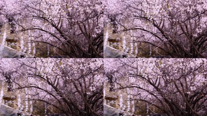 农村果园桃花美景 清新春天来了特写空镜头