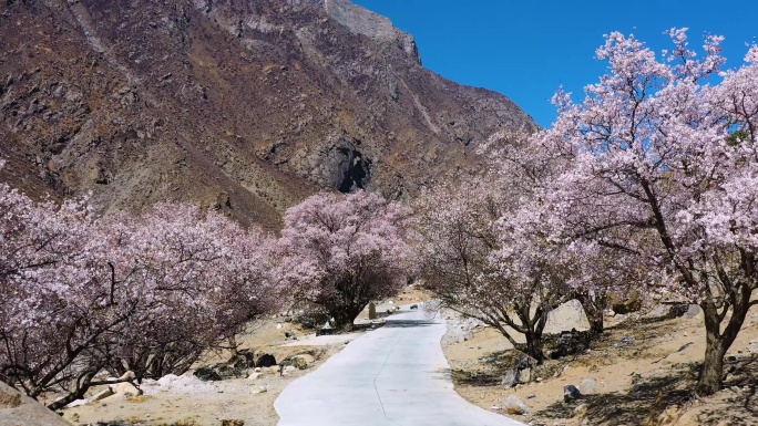 桃花村 山谷 山沟 山区桃花 水泥路