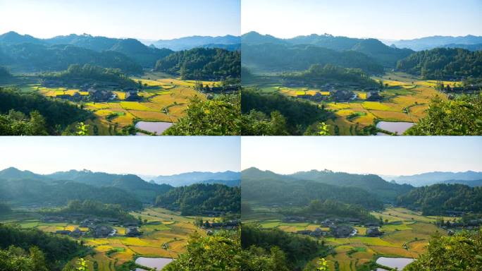 传统村落金色稻田