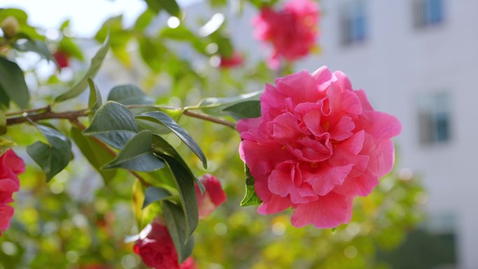 香妃茶花、蜜蜂采蜜01