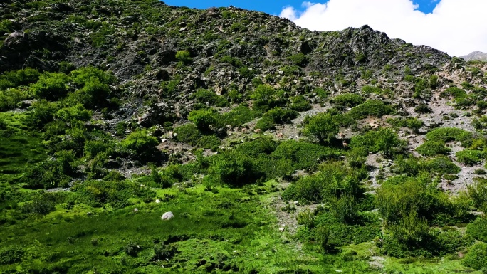 山地草原 岩羊奔跑 山羊奔跑 野生动物