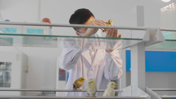 小鸡养殖观察实验 生物养殖实验