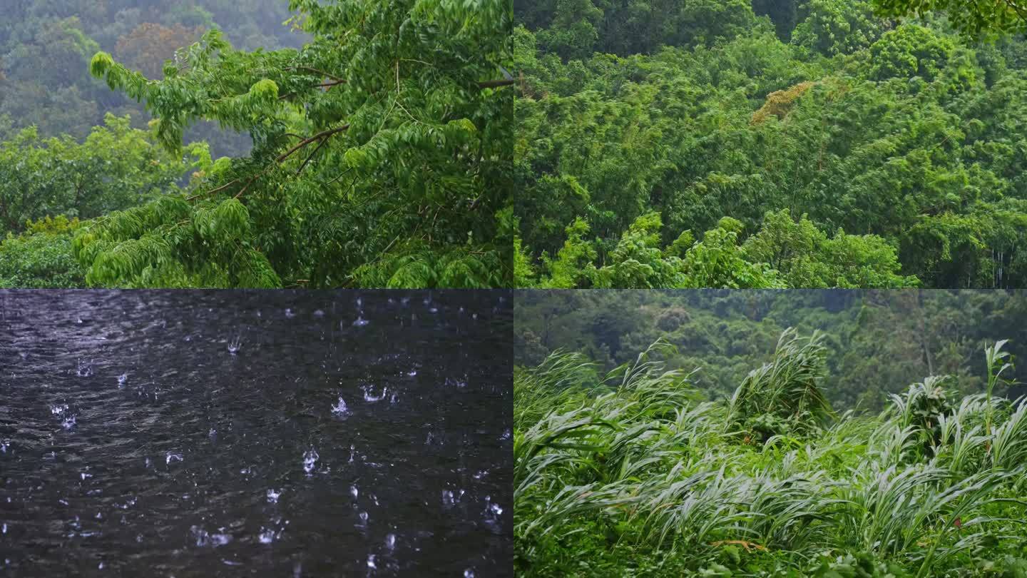 狂风暴雨森林树木绿叶下雨