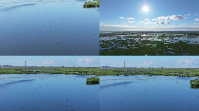湿地野鸟群和谐共处