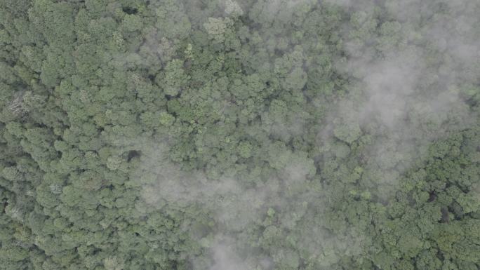 在树木与雾上平行的低空飞行