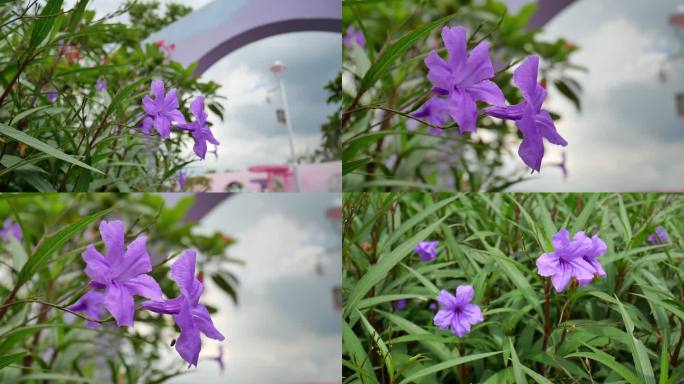 蓝花草空镜一组