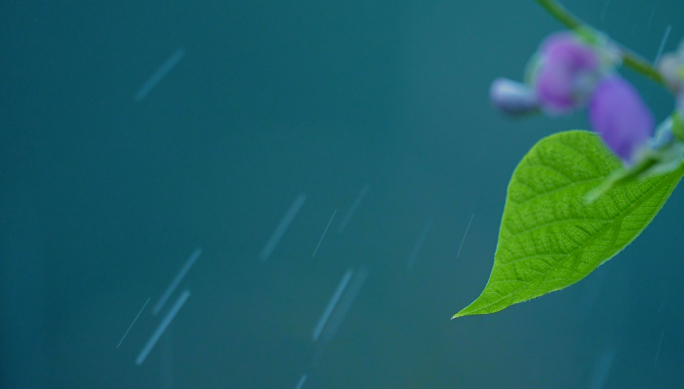 原创 雨天情绪空镜升格镜头