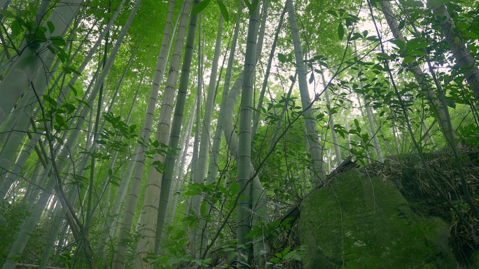 大自然  春天  夏天 竹林