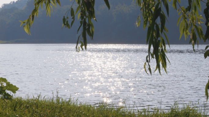 宁静湖面波光粼粼大自然生命力