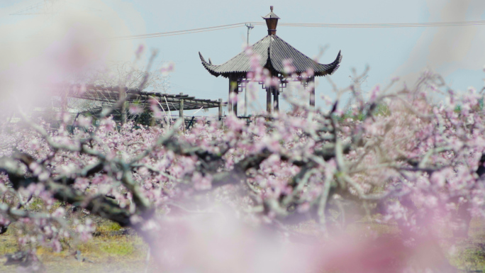 桃花林 桃花特写