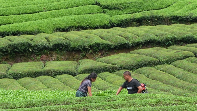 采收秋茶