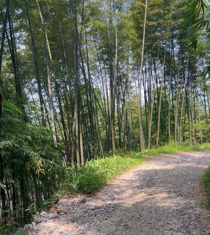 重庆市茶山竹海景区