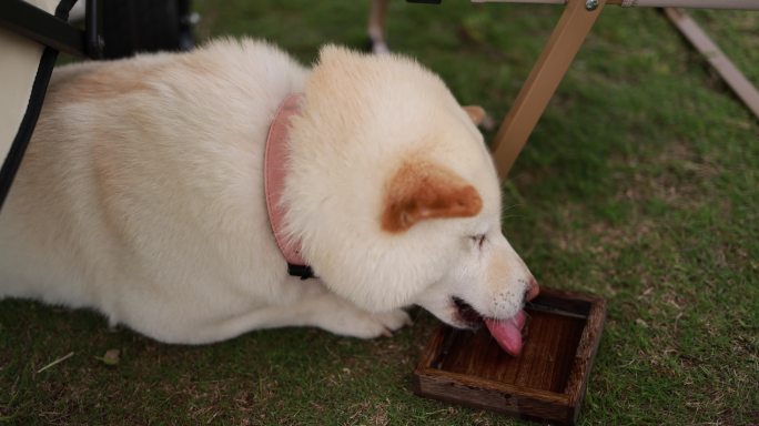草地上的白色柴犬喝水慢镜