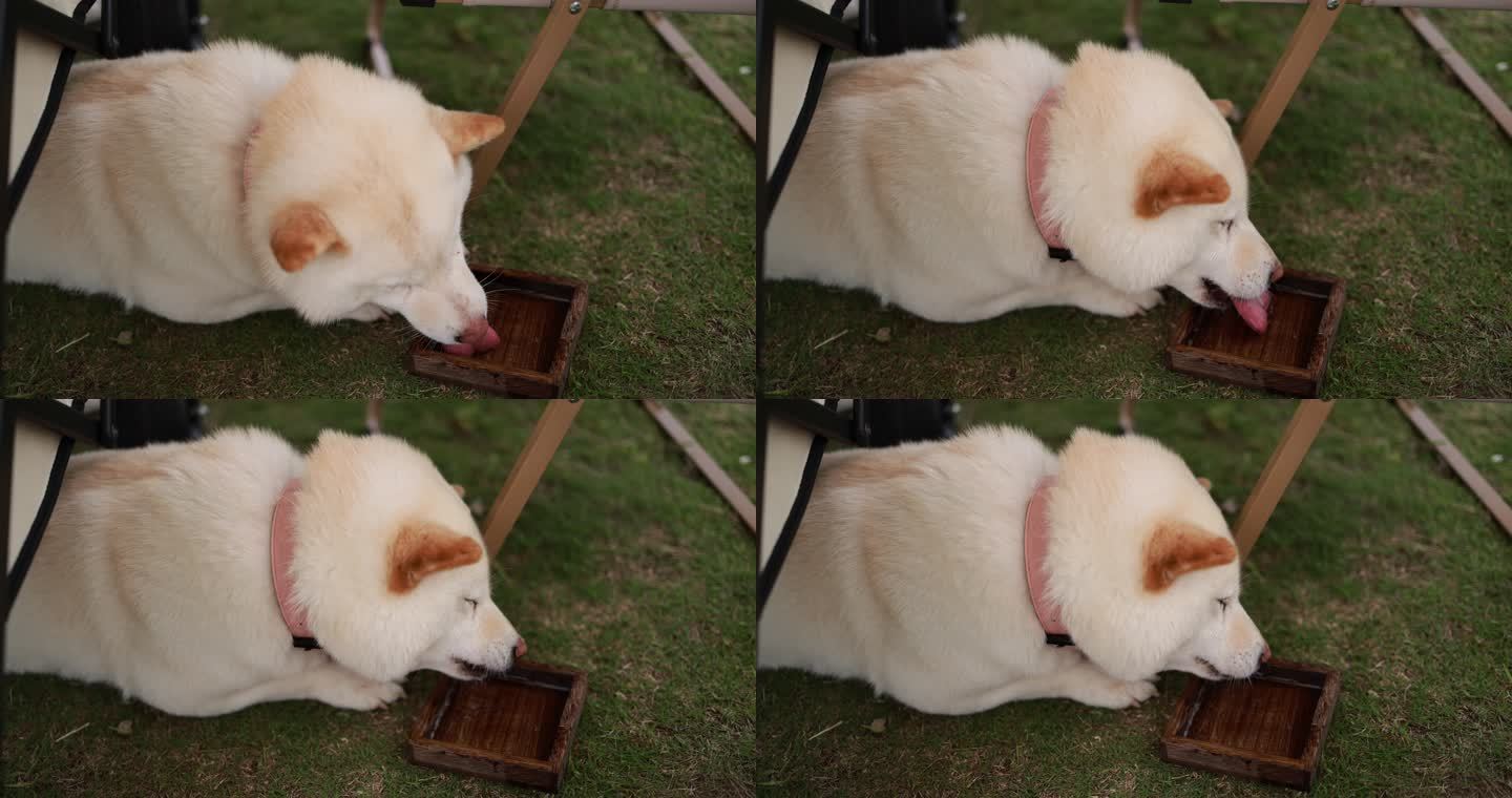 草地上的白色柴犬喝水慢镜