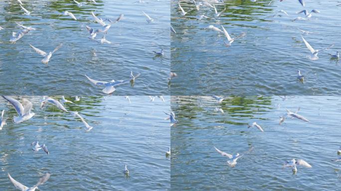 一群飞远的海鸥