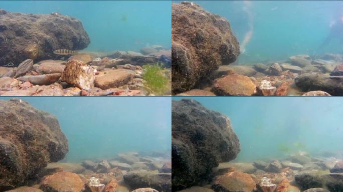 海底拍摄巨石，野生鱼类，海藻，鹅卵石