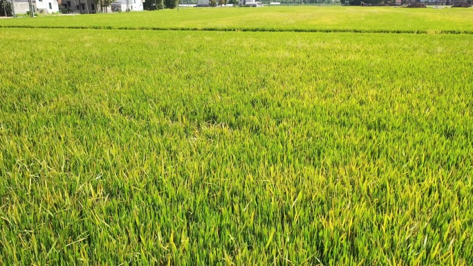 水稻 稻穗 农业 丰收 宣传片