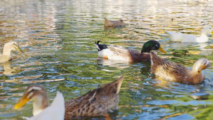 翠湖一群自由自在的鸭