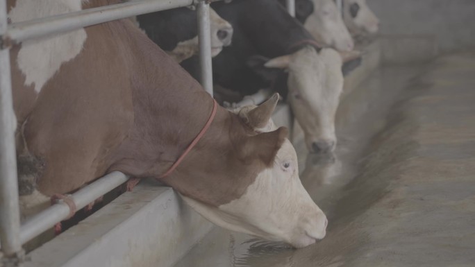 畜牧业肉牛养殖牛棚养殖场牛特写