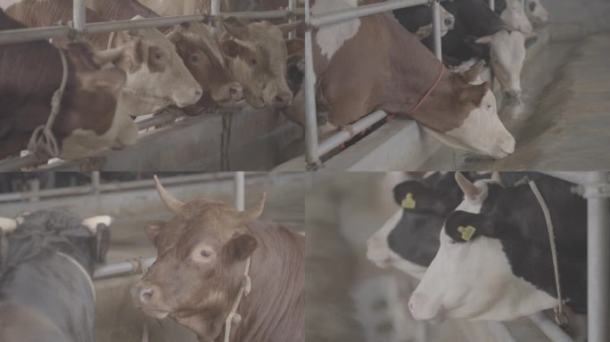 畜牧业肉牛养殖牛棚养殖场牛特写