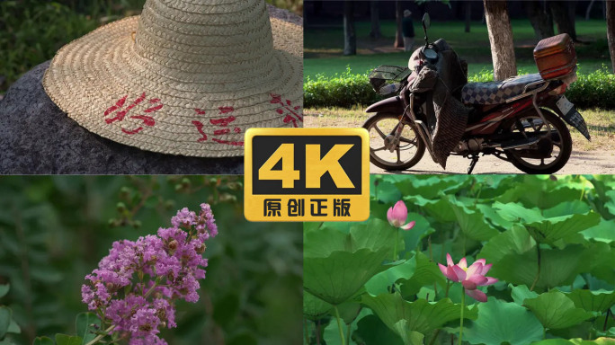 初秋公园里的荷花