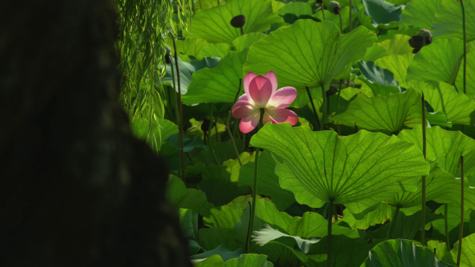 初秋公园里的荷花