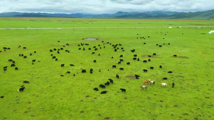 草原上吃草的牦牛