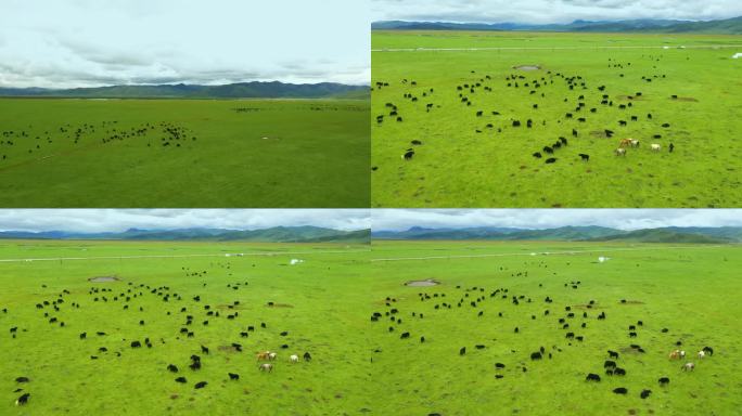 草原上吃草的牦牛